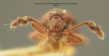 Media type: image;   Entomology 6136 Aspect: head frontal view 3